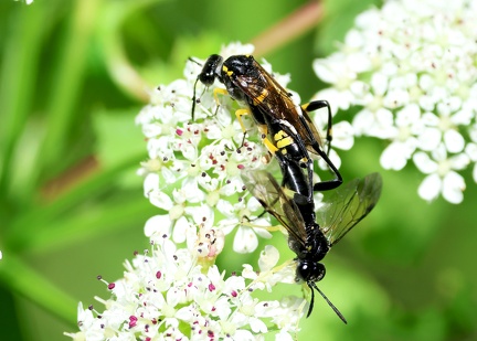 Hymenoptera_Macrophya montana-3