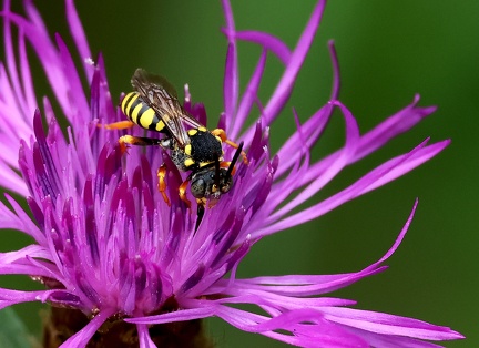 Hymenoptera_Stelis annulata