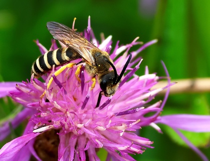Hymenoptera_Halictus scabiosae-1