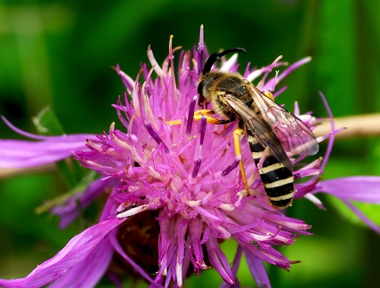 Hymenoptera_Halictus scabiosae-2