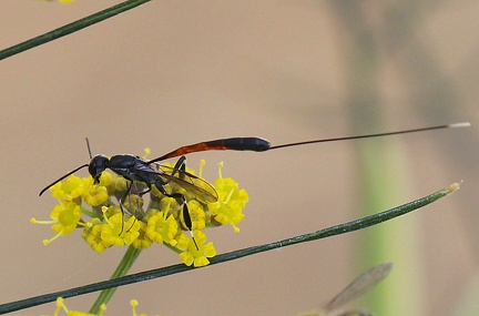 Hymenoptera_Gasteruption jaculator