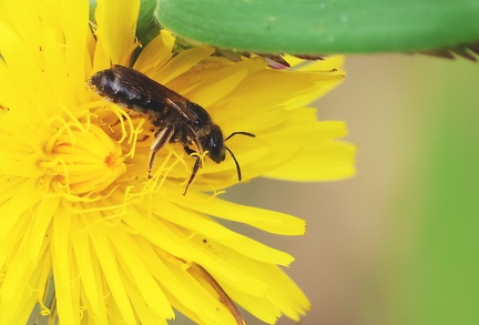 Hymenoptera_Chelostoma florisomne