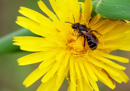 Hymenoptera_Chelostoma florisomne-1