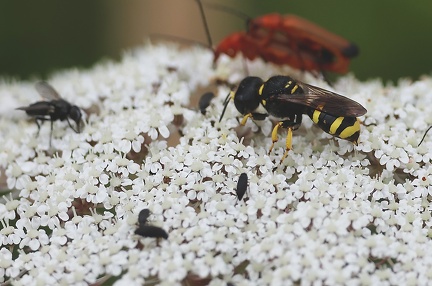 Hymenoptera_Ectemnius sp.