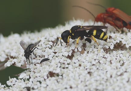 Hymenoptera_Ectemnius sp.-2