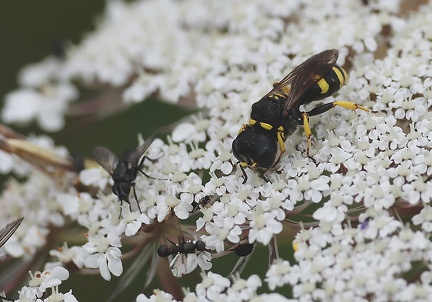 Hymenoptera_Ectemnius sp.-1