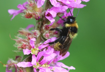Hymenoptera_Bombus campestris-2