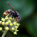 Hymenoptera_Vespa velutina-3