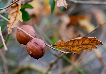 Hymenoptera_Galle du chêne