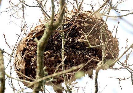 Hymenoptera_Vespa velutina-41