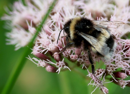 Hymenoptera_Bombus bohemicus