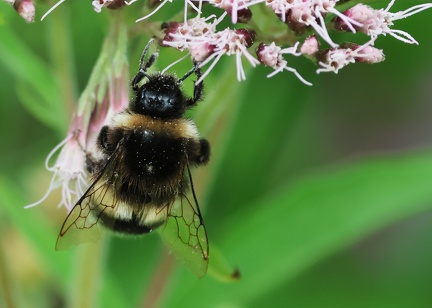 Hymenoptera_Bombus bohemicus-1