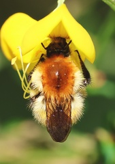 Hymenoptera_Bombus pascuorum-2