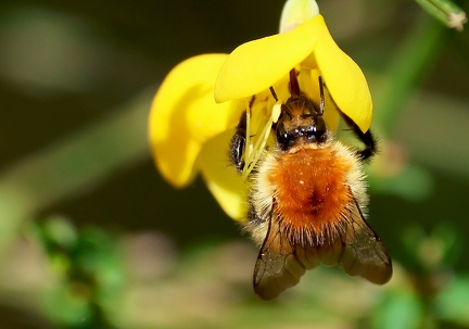 Hymenoptera_Bombus pascuorum-21