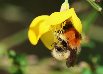 Hymenoptera_Bombus pascuorum-23