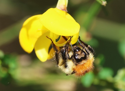 Hymenoptera_Bombus pascuorum-24