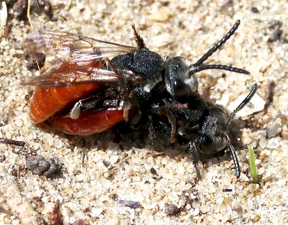 Hymenoptera_Sphecodes albilabris-2