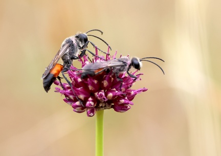 Hymenoptera_Podaliona hisurta