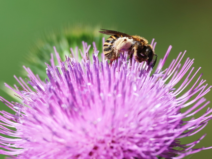 Hymenoptera_Halictus scabiosae-3