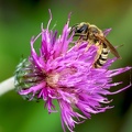 Hymenoptera_halictus sp.