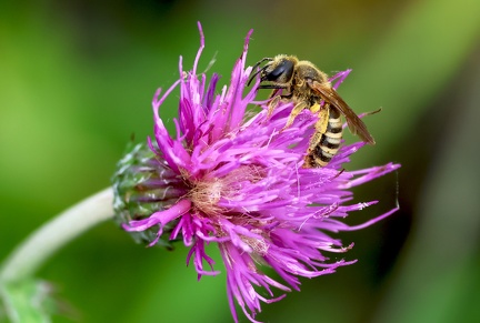 Hymenoptera_halictus sp.