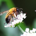 Hymenoptera_Andrena nitida-4