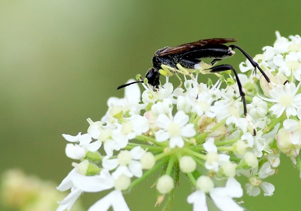 Hymenoptera_Macrophya montana-5