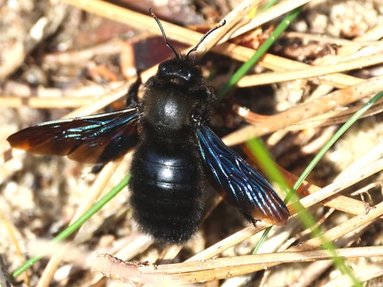 Hymenoptera_Xylocopa violacea
