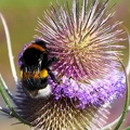 Hymenoptera_Bombus terrestris