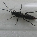 Hymenoptera_Coelichneumon vitalis