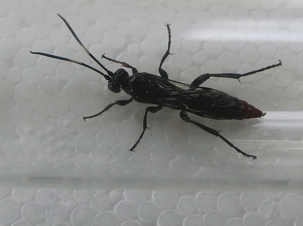 Hymenoptera_Coelichneumon vitalis