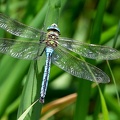 Anax imperator-42