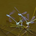 Enallagma cyathigerum-4