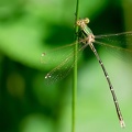 Lestes barbarus-5