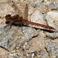 Sympetrum meridionale-2