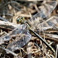 Gomphus pulchellus-4