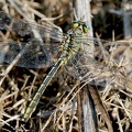 Gomphus pulchellus-41