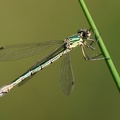 Lestes sponsa-81