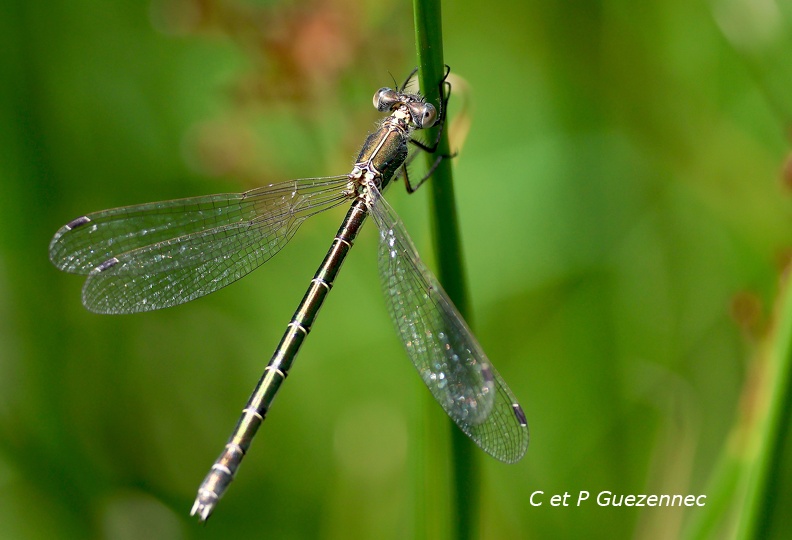 IMG_1762M.jpg