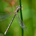 Lestes dryas-2