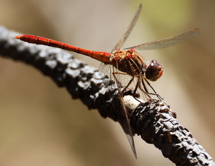 Sympetrum meridionale-50