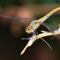 Sympetrum striolatum-8