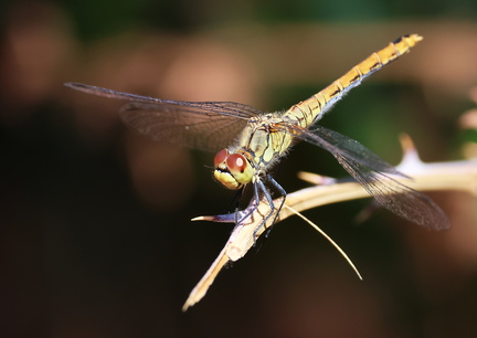 Sympetrum striolatum-8