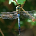 Anax imperator-421