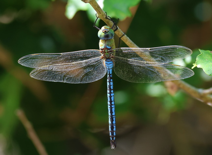 Anax imperator-421