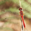 Sympetrum sanguineum-8