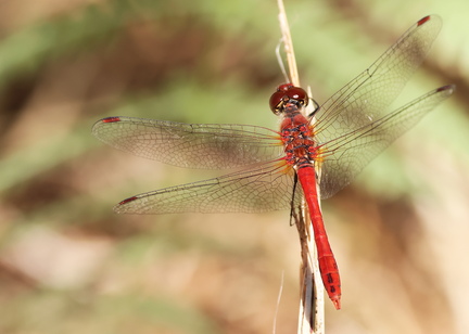 Sympetrum sanguineum-8