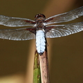 Libellula depressa-51