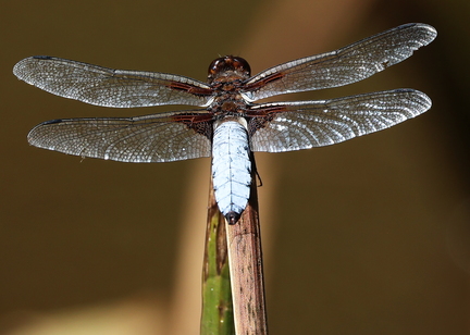 Libellula depressa-51