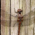 Sympetrum meridionale-31